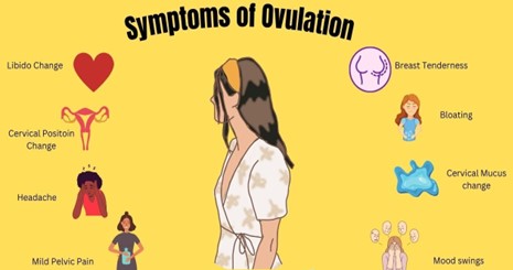 6 Signs of Ovulation | Ovulation symptoms | Menstrual cycle - Understanding Ovulation Signs