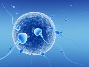 Spermatozoids And Human Egg